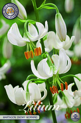 Lilium Martagon Snowy Morning x 1 16/18