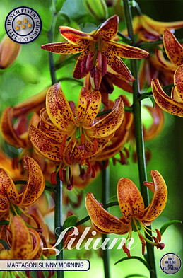 Lilium Martagon Sunny Morning x 1 16/18