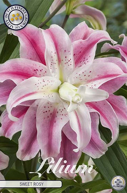 Lilium Sweet Rosy x 1 16/18