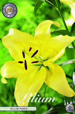 Lilium Yellow Power x 2 16/18