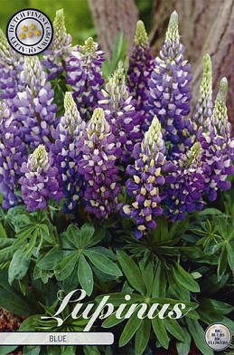 Lupinus Blue x1 I .