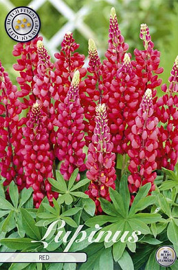 Lupinus Red     1 I .