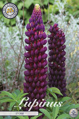 Lupinus Storm 1 I .