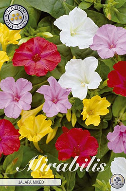 Mirabillis Jalapa Mixed x3 I .