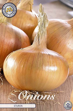 Onion Sturon .