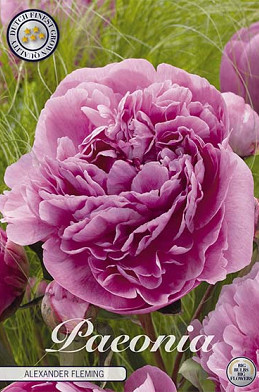 Paeonia Alexander Fleming x1 I