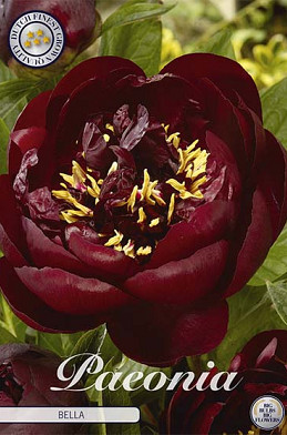 Paeonia Bella 1 I .