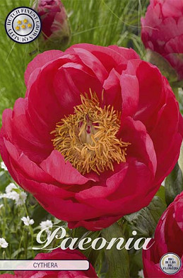 Paeonia Cythera x1 I