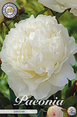 Paeonia Gardenia x1 I