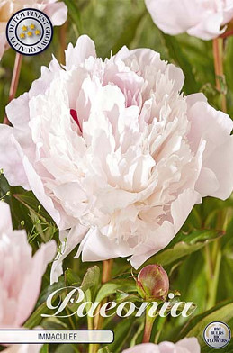 Paeonia Immaculee x1 I