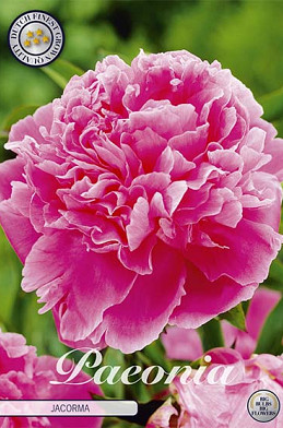 Paeonia Jacorma x1 I