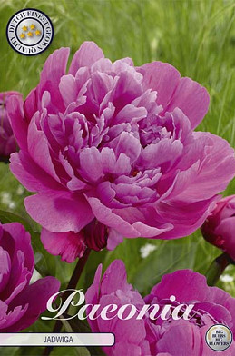 Paeonia Jadwiga x1 I