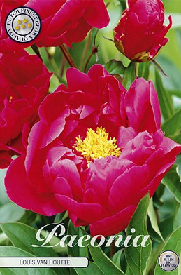 Paeonia Louis van Houtte x1 I