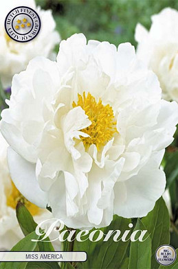 Paeonia Miss America x 1 I