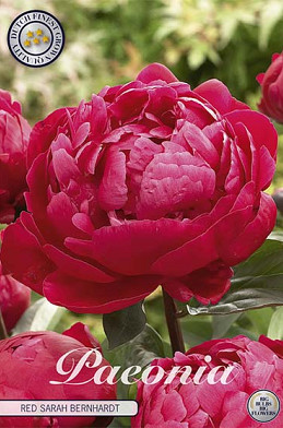 Paeonia Red Sarah Bernhardt x1 I