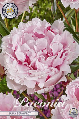 Paeonia Sarah Bernhardt x1 I