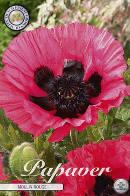 Papaver Moulin Rouge x1 I .