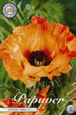 Papaver Pinnacle x1 I .