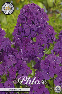 Phlox Purple 1 I .