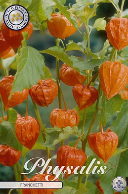 Physalis Franchetti 4 I .