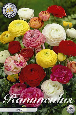 Ranunculus Mixed x 10 6/7