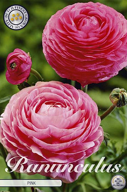 Ranunculus Rose x 10 6/7