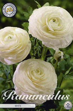 Ranunculus White x 10 6/7