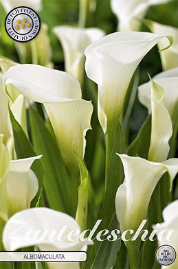 Zantedeschia Albomuculata x 1 14/16