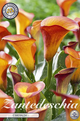 Zantedeschia Esmeralda x 1 14/16