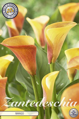 Zantedeschia Mango x 1 14/16