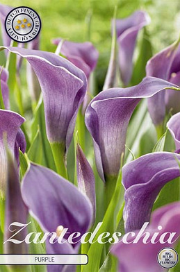 Zantedeschia Purple x 1 14/16