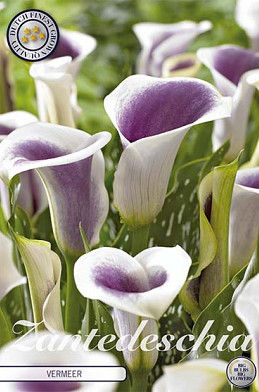 Zantedeschia Vermeer x 1 14/16