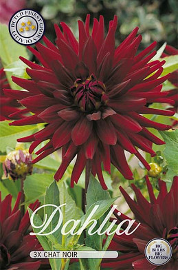 Dahlia Cactus Chat Noir x 3 I .