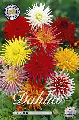 Dahlia Cactus Mix x 5 I .