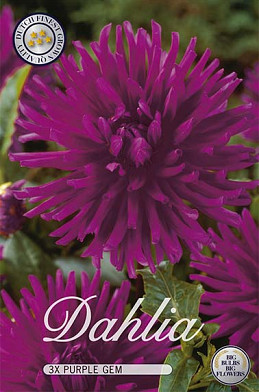 Dahlia Cactus Purple Gem x 3 I .