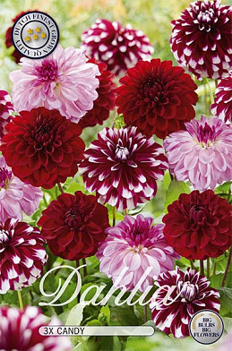 Dahlia Candy mix x 3 I .