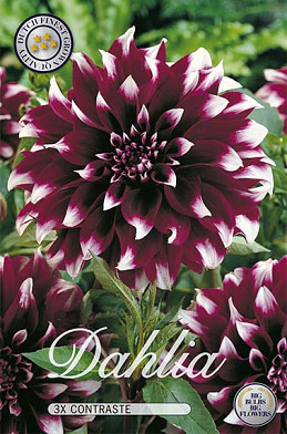 Dahlia Deco. Contraste x 3 I .