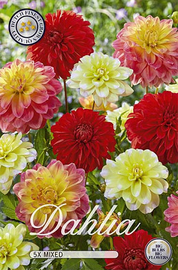 Dahlia Deco. Dahlia Decoratief Mix x 5 I .