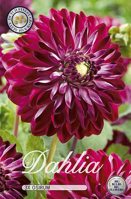 Dahlia Deco. Osirum x 3 I .