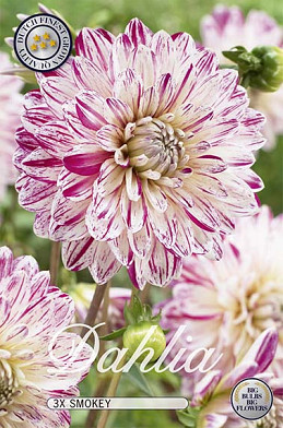 Dahlia Deco. Smokey x 3 I .