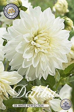 Dahlia Deco. White Perfection x 3 I .