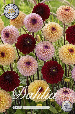 Dahlia Jill mix x 3 I .