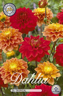 Dahlia Tropical mix x 3 I .