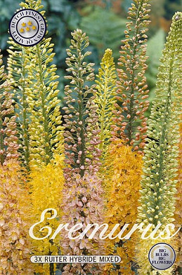 Eremurus Ruiter Hybride Mixed x 3 I .