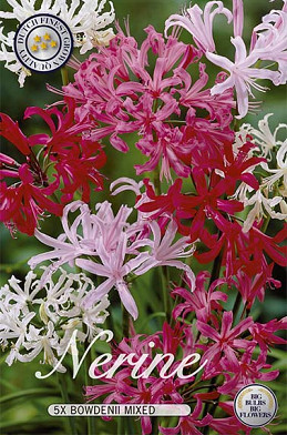 Nerine Bowdenii Mixed x5  12/14