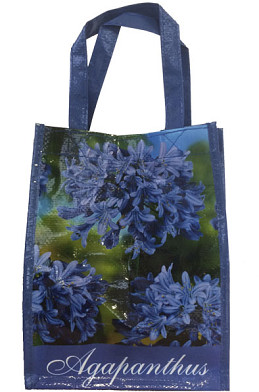 Agapanthus Blauw x1 I .