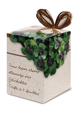 Greengifts Oxalis x40 I .