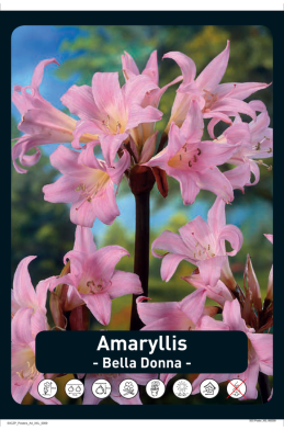 Amaryllis Belladonna x10 18/20