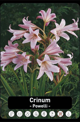 Crinum Powelli I x10 30/32