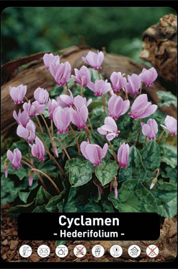 Cyclamen Hederifolium x25 30/+